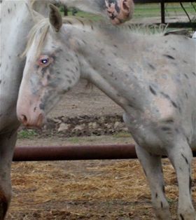 Genevieve, an adoptable Appaloosa Mix in Hitchcock, TX_image-1