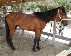Ventura, an adoptable Tennessee Walker in Hitchcock, TX_image-1