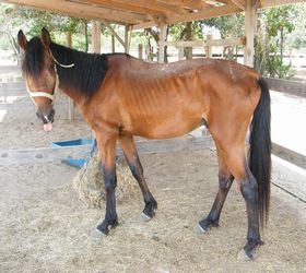Ventura, an adoptable Tennessee Walker in Hitchcock, TX_image-2