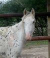 Ember photo 1
