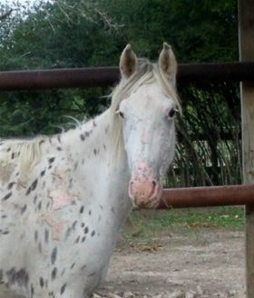 Ember, an adoptable Appaloosa Mix in Hitchcock, TX_image-1