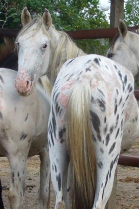 Ember, an adoptable Appaloosa Mix in Hitchcock, TX_image-2