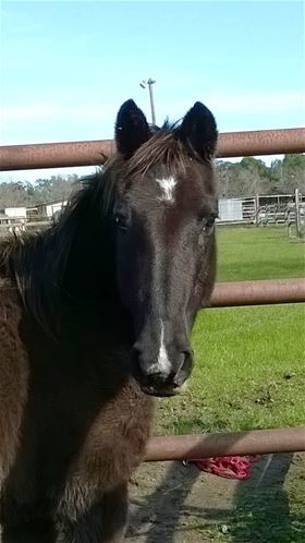 Samantha, Adult Female unknown