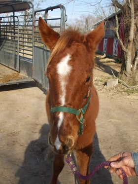 Trini, an adoptable Grade & Quarterhorse Mix in Hitchcock, TX_image-1