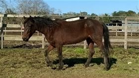 Gina, Adult Female unknown