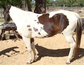 Carolina Jewel, Adult Female unknown