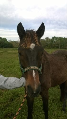 Rosemarie, Adult Female unknown