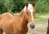 MC - Doodlebug photo 1