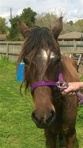 Breeze, Adult Female unknown