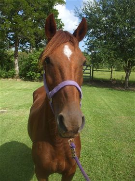 Bridgette, Adult Female unknown