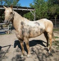 April, Adult Female unknown