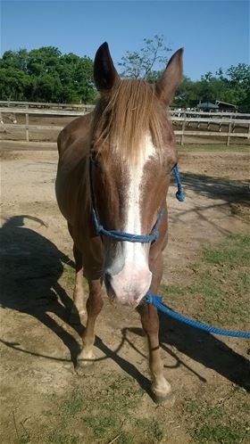 Marlo, Adult Female Quarterhorse