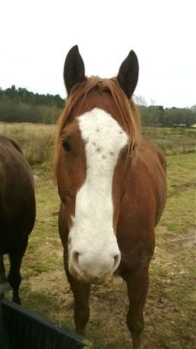 Max, Adult Male unknown