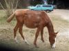 Mingo photo 2