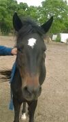 Flicka photo 1