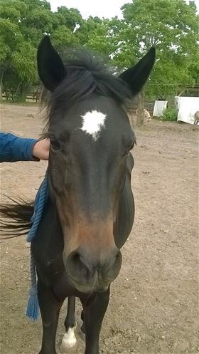 Flicka, Adult Female unknown