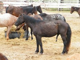 NE 3835 - Black Sabbith aka Ozzy, Adult Male Mustang