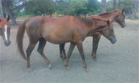 Tannah, Adult Female unknown