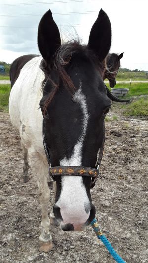 Cissy, Adult Female unknown