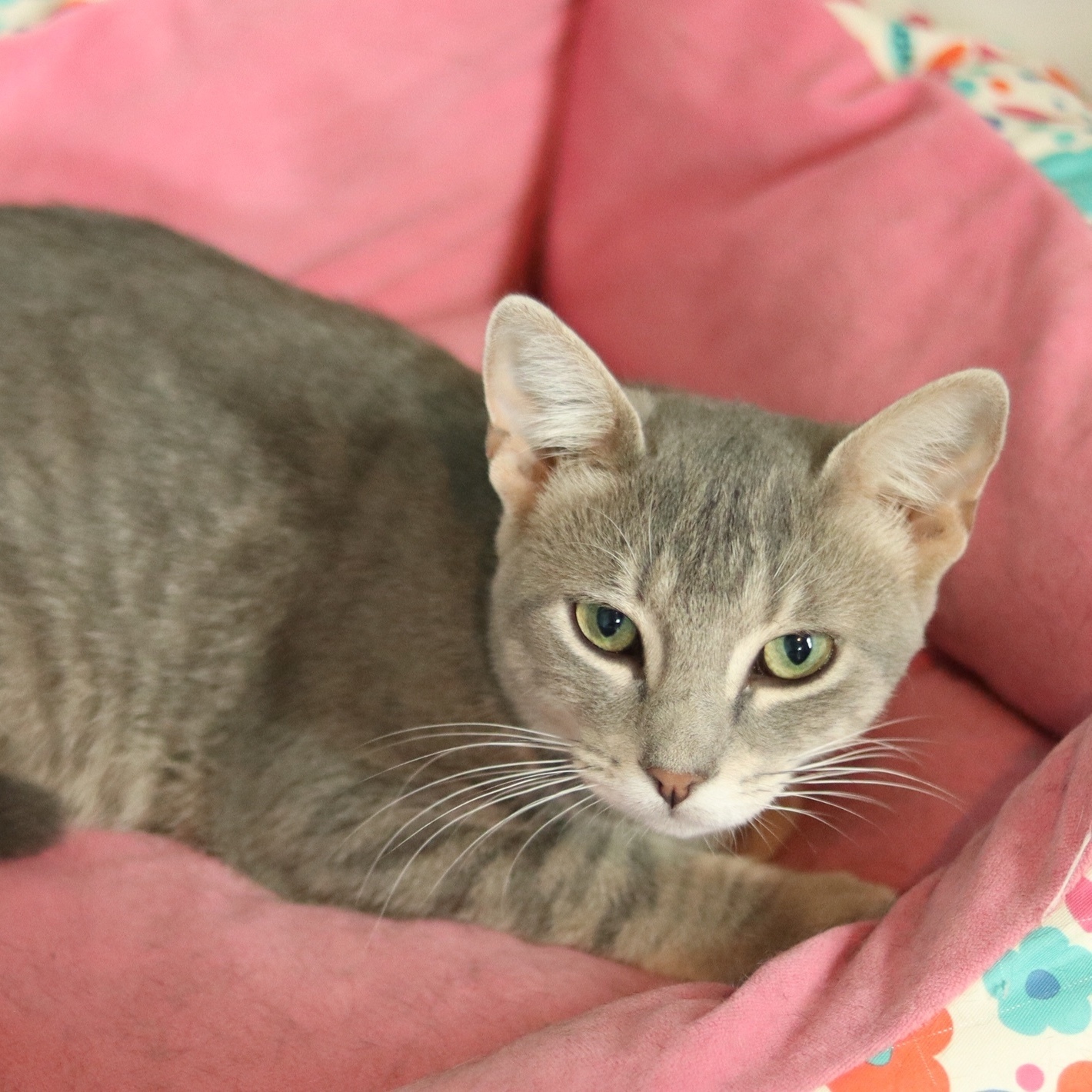 Grayson Delray 0919 bonded w Dar, an adoptable Domestic Short Hair in West Bloomfield, MI, 48325 | Photo Image 2