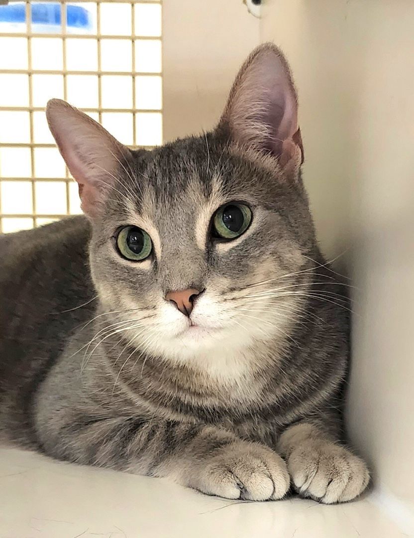 Grayson Delray 0919 bonded w Dar, an adoptable Domestic Short Hair in West Bloomfield, MI, 48325 | Photo Image 4