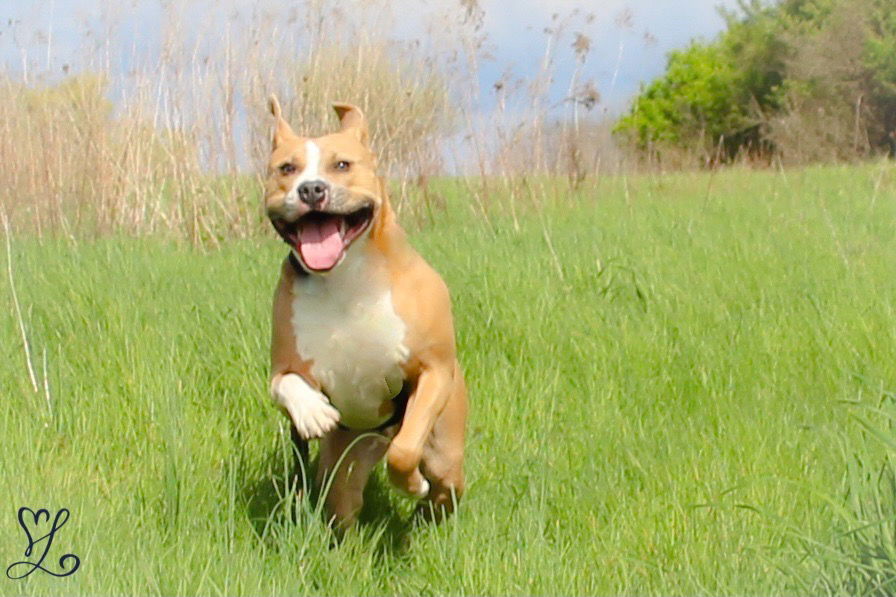 Josie, an adoptable Pit Bull Terrier in Lockport, NY, 14095 | Photo Image 1