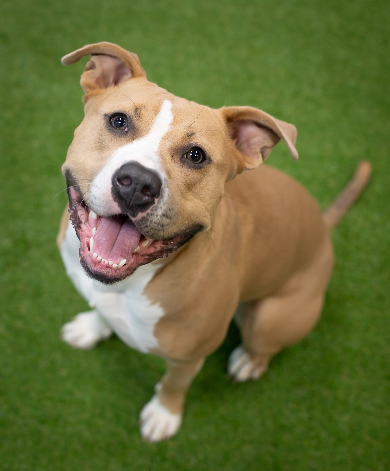 Josie, an adoptable Pit Bull Terrier in Lockport, NY, 14095 | Photo Image 2