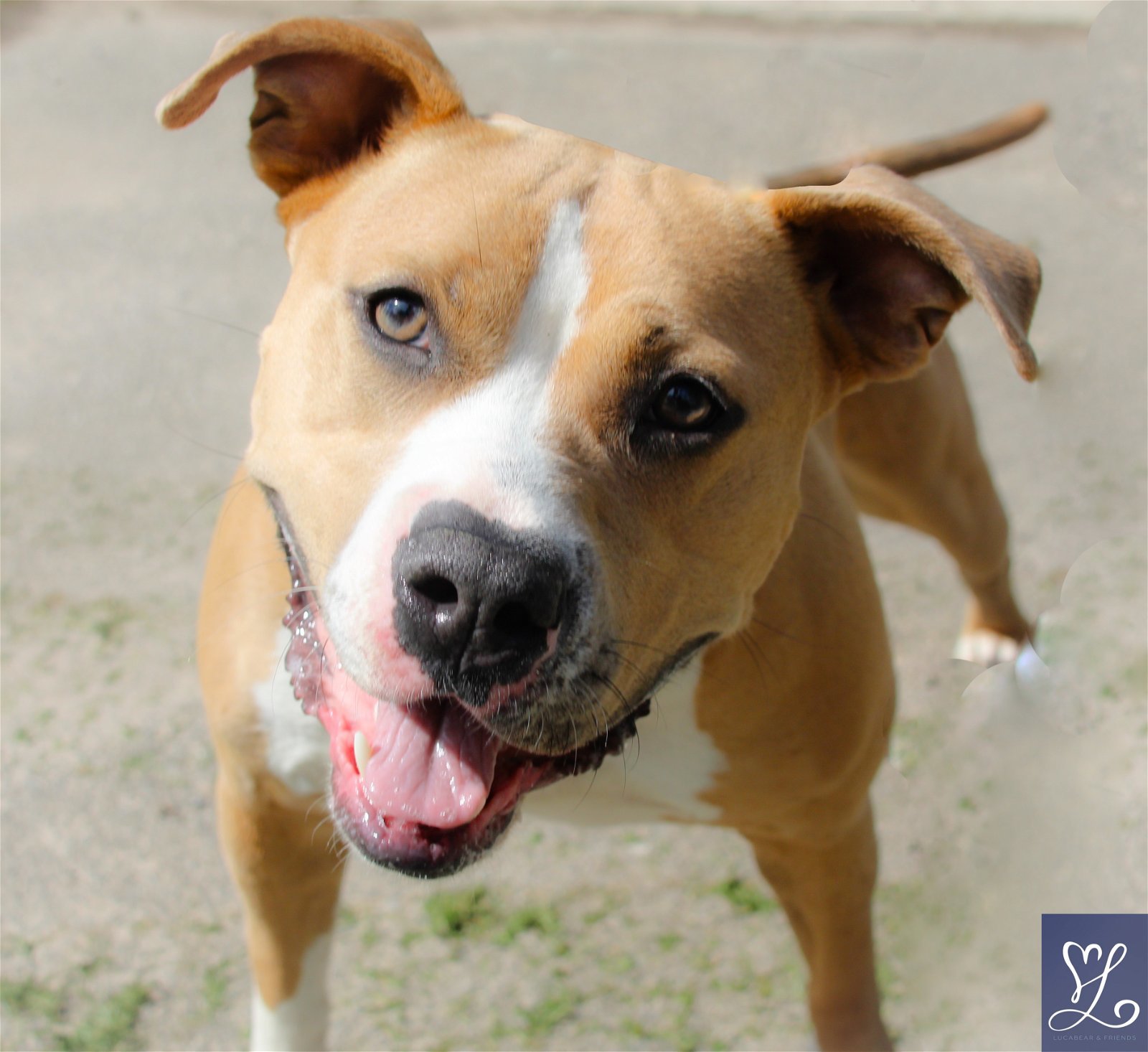 Josie, an adoptable Pit Bull Terrier in Lockport, NY, 14095 | Photo Image 3