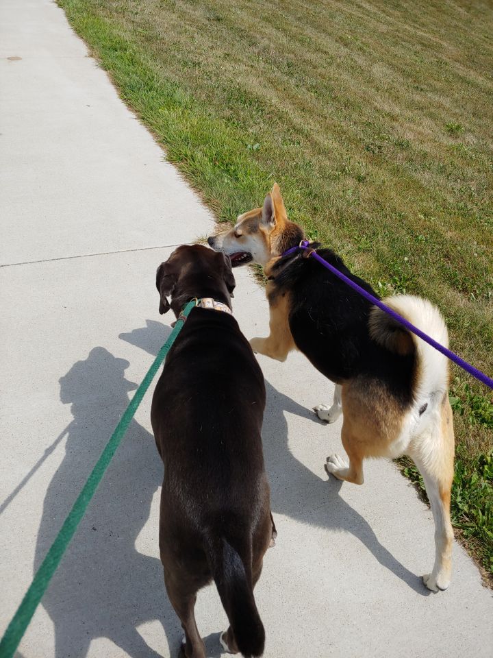 Pistol, an adoptable Hound Mix in Lake Odessa, MI