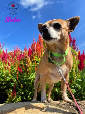 Sheba