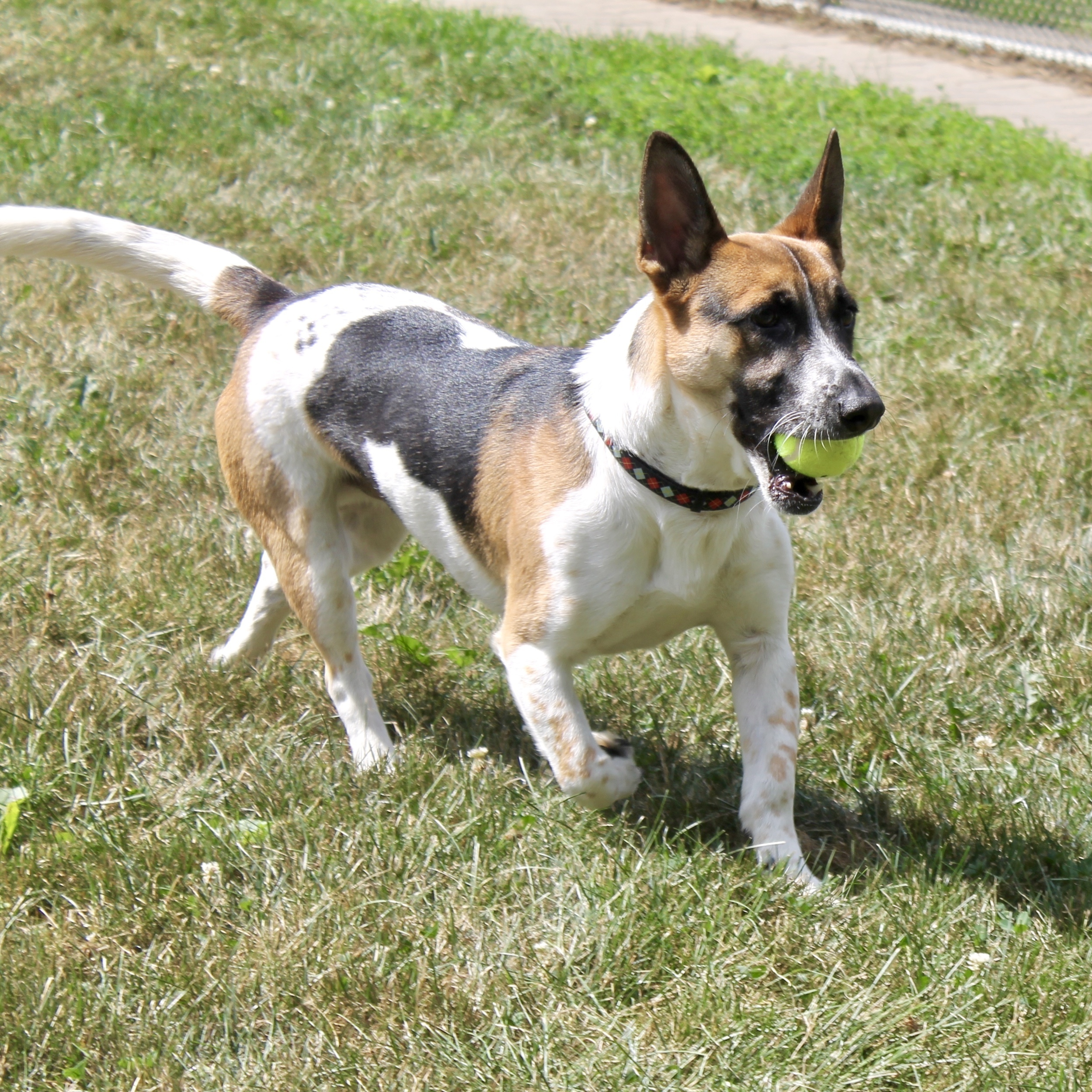 Digby, an adoptable Basset Hound in Lake Odessa, MI, 48849 | Photo Image 2