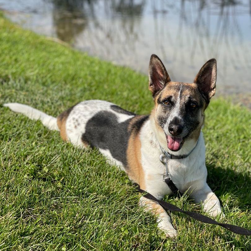 Digby, an adoptable Basset Hound in Lake Odessa, MI, 48849 | Photo Image 5