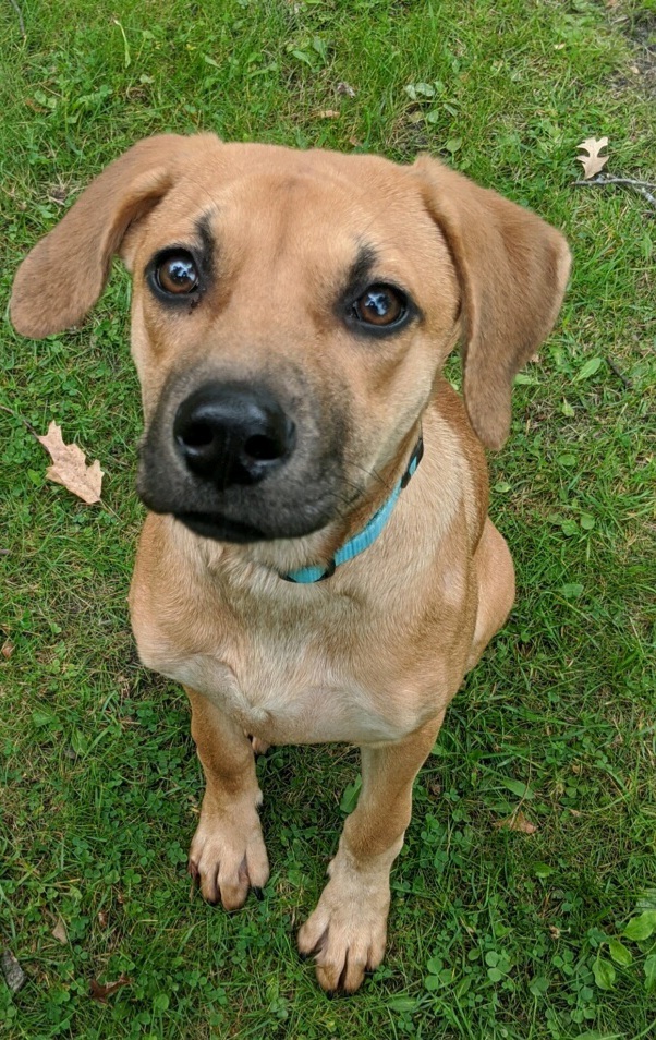 Is This Your Dog Brainerd Mix Retriever Labrador Mix Unknown Date Found 09 19 2019 Breed Of Dog Mix Retriever Labrador Mi Dogs Losing A Dog Dog Ages