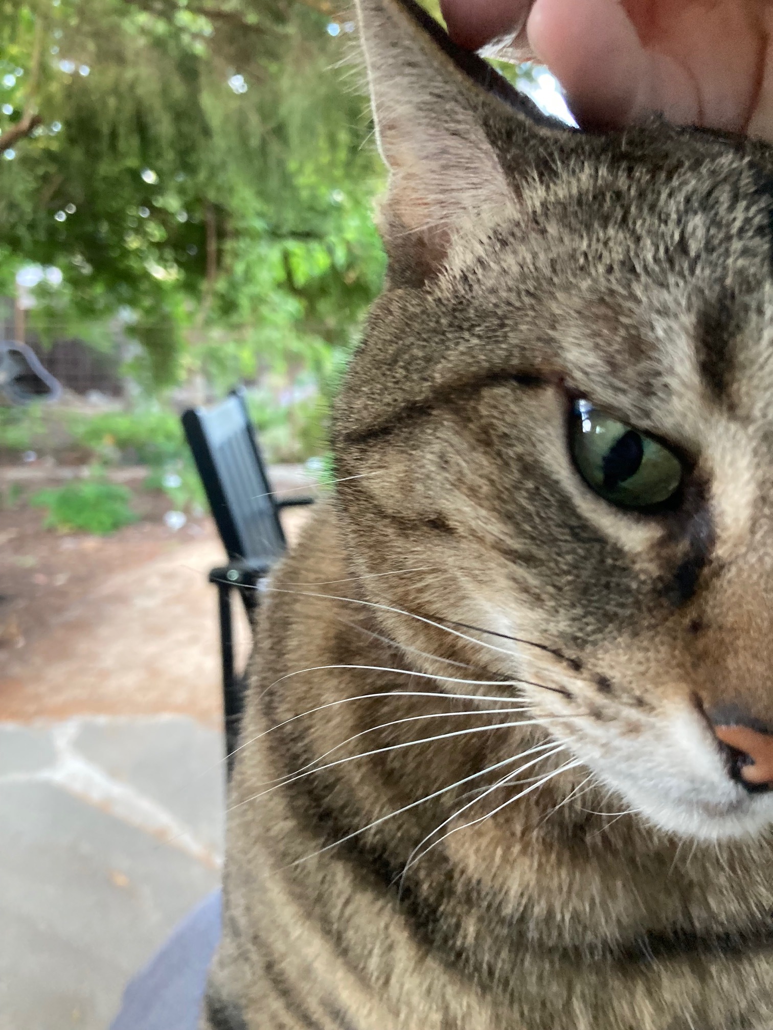 Domino, an adoptable Domestic Short Hair, Tabby in Stanford, CA, 94305 | Photo Image 1