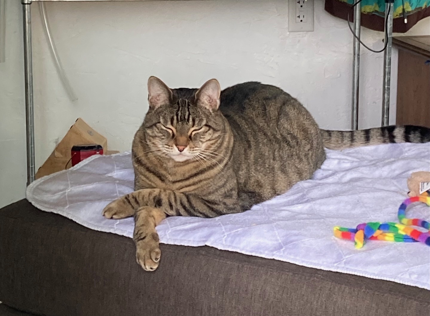 Domino, an adoptable Domestic Short Hair, Tabby in Stanford, CA, 94305 | Photo Image 2