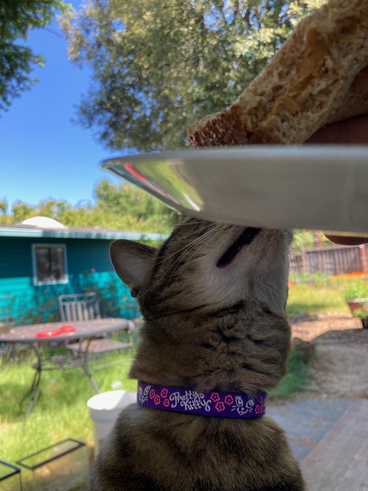 Domino, an adoptable Domestic Short Hair, Tabby in Stanford, CA, 94305 | Photo Image 3