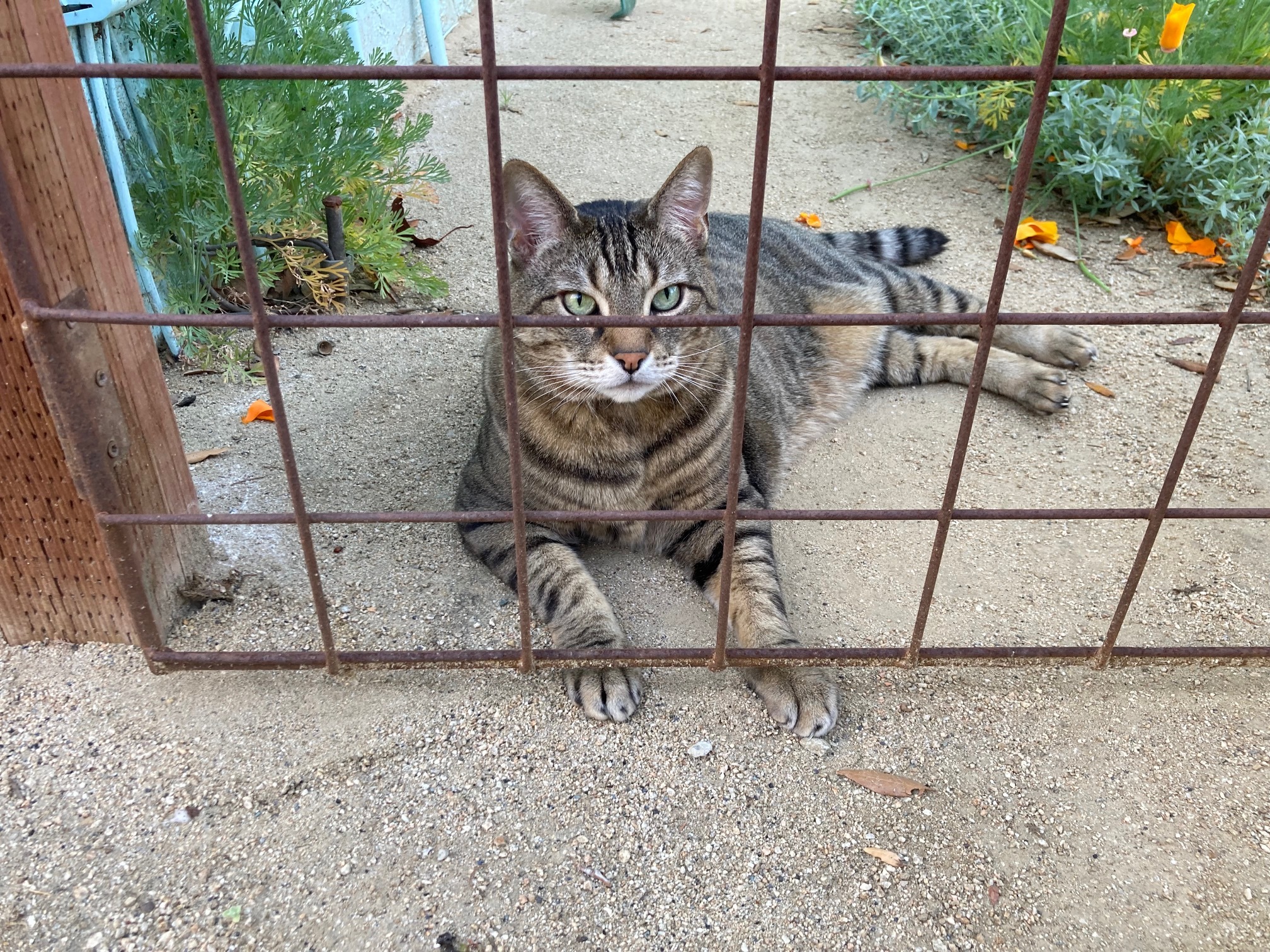 Domino, an adoptable Domestic Short Hair, Tabby in Stanford, CA, 94305 | Photo Image 4