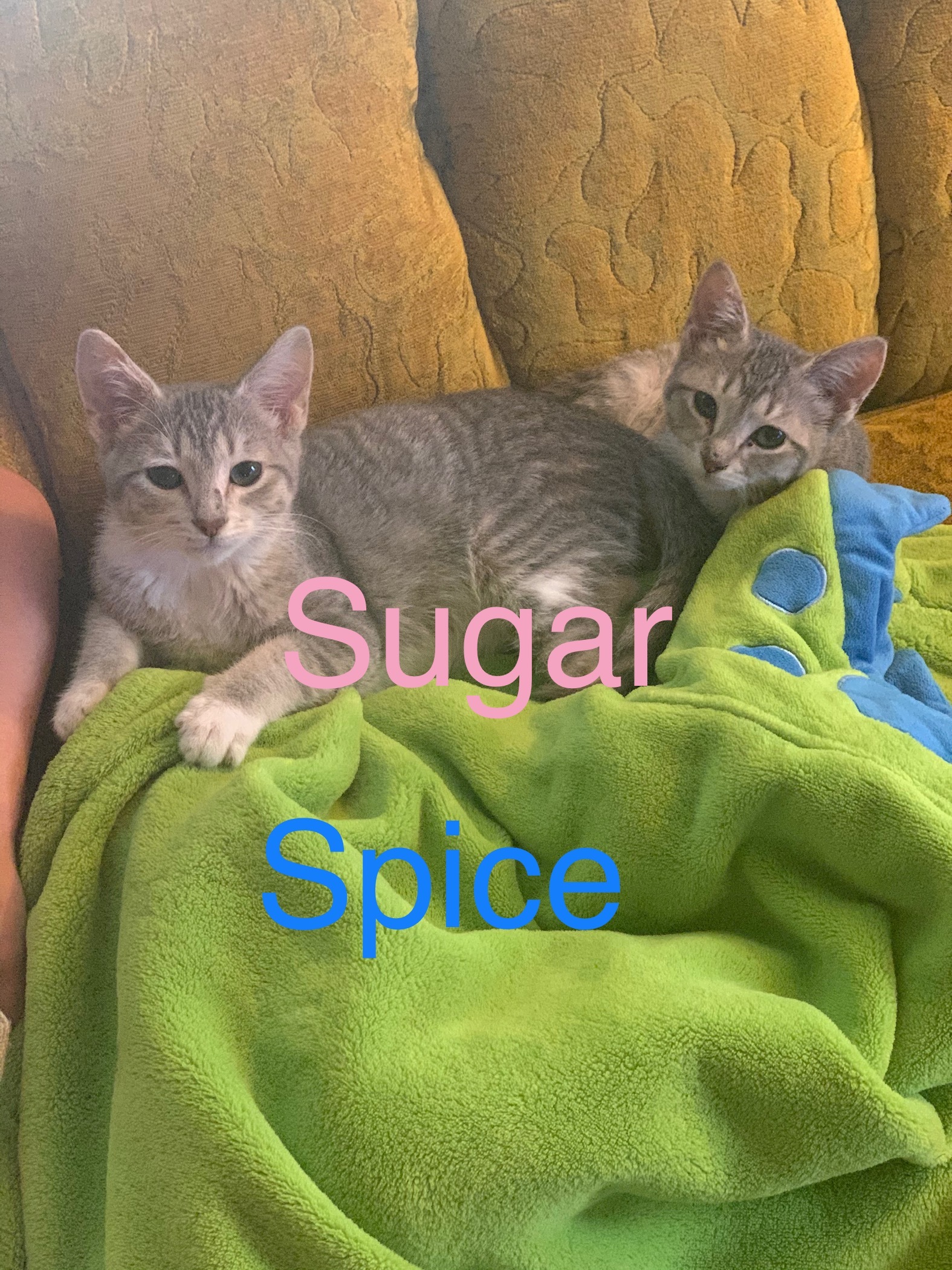 Sugar Female Spice Male Bonded Pair detail page
