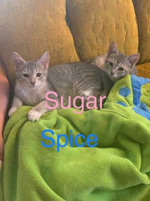 Spice (male)/Sugar (female) bonded brother/sister