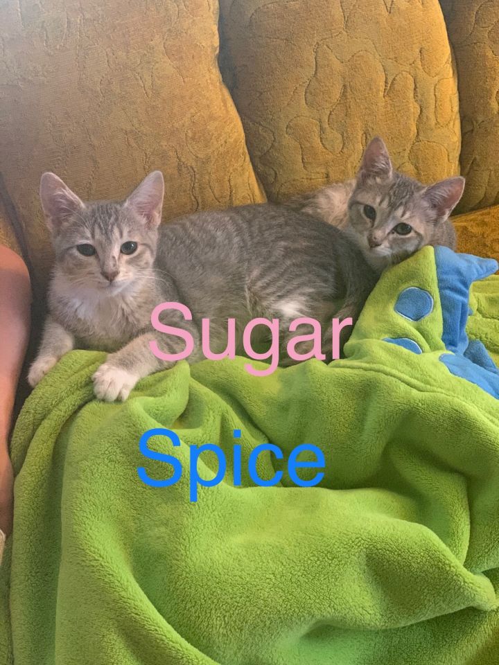 Spice (male)/Sugar (female) bonded brother/sister 1