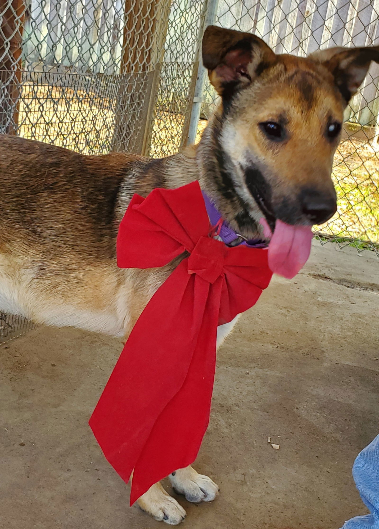 Trudy, an adoptable German Shepherd Dog in Montgomery, AL, 36106 | Photo Image 1