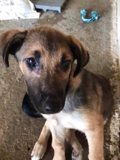 Trudy, an adoptable German Shepherd Dog in Montgomery, AL, 36106 | Photo Image 2