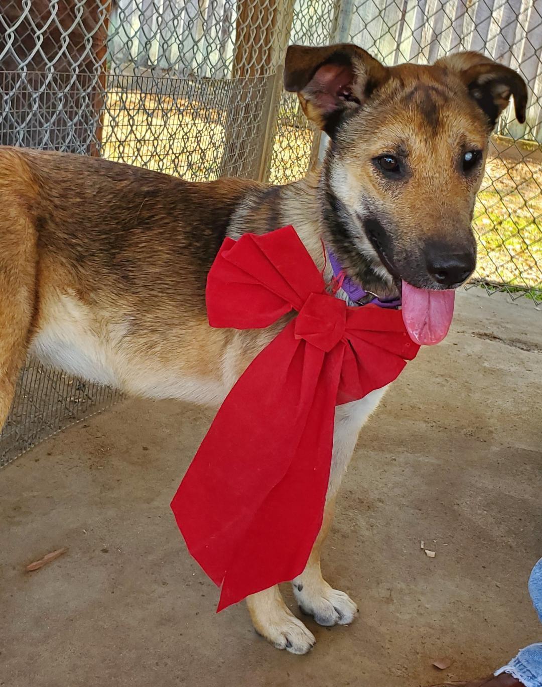 Trudy, an adoptable German Shepherd Dog in Montgomery, AL, 36106 | Photo Image 3