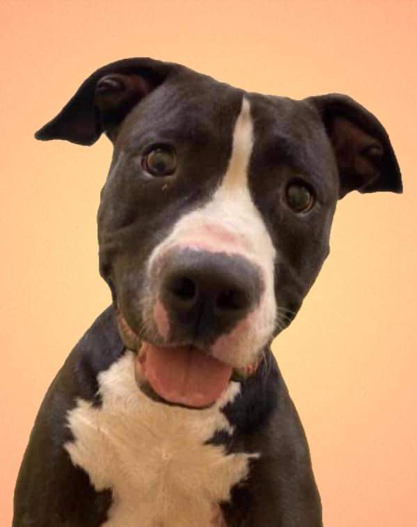 Lucky, an adoptable Pit Bull Terrier in Memphis, TN, 38173 | Photo Image 1