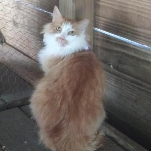 Leo, an adoptable Domestic Long Hair in Folsom, LA, 70437 | Photo Image 1