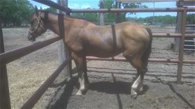 Saber, Adult Male unknown