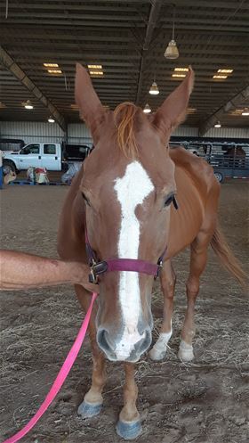 Bowie, Adult Male Quarterhorse