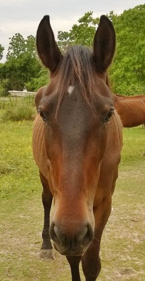 Orra, Adult Female Mustang