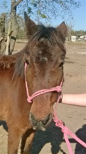 Kylie, Adult Female unknown