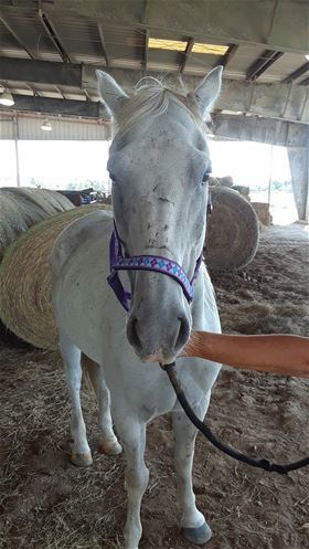 Indigo, Adult Female unknown